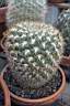 WEINGARTIA PULQUINENSIS.jpg